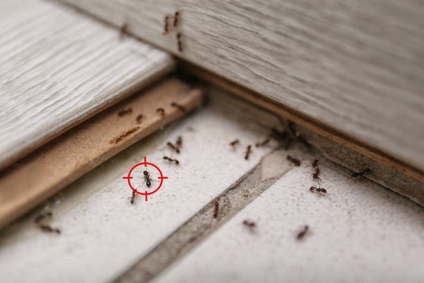 Best Mosquito Control Services  in Bingham Farms, MI