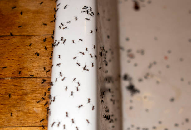 Best Pest Control for Homes  in Bingham Farms, MI