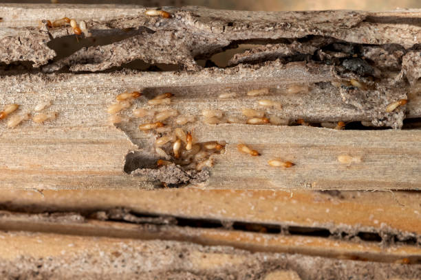 Best Pest Inspection Near Me  in Bingham Farms, MI