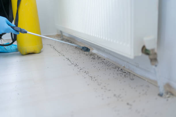 Best Emergency Pest Control  in Bingham Farms, MI