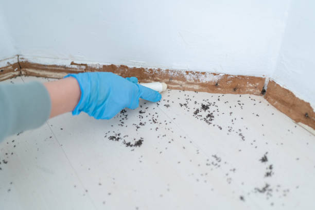 Best Residential Pest Control  in Bingham Farms, MI